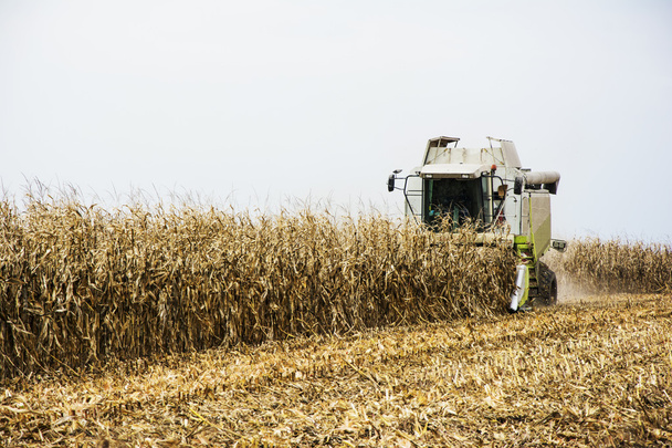 Corn harvest with combain - Фото, зображення
