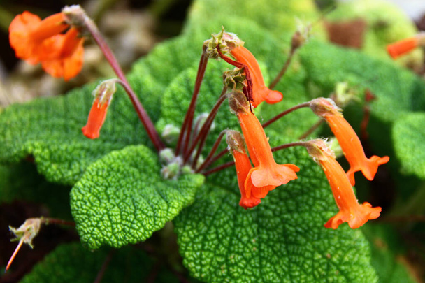 Sinningia bulata, un miembro tuberoso de la familia de plantas con flores Gesneriaceae. Produce pequeñas flores de color naranja-rojo y se encuentra en Brasil. - Foto, imagen