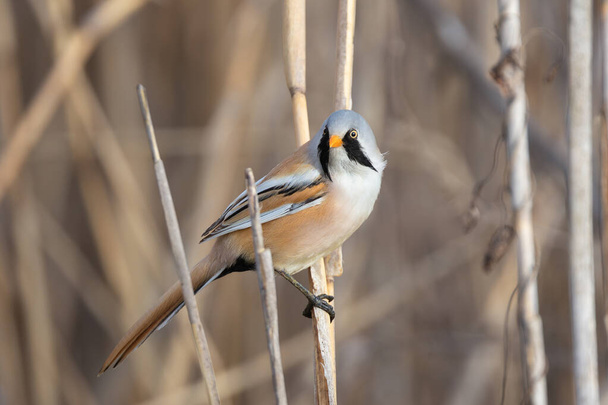 awesome male bearded reedling in mating season () - Photo, Image
