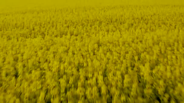 黄色い強姦されたフィールドの空中ドローンビュー. 黄色, 花の背景  - 映像、動画