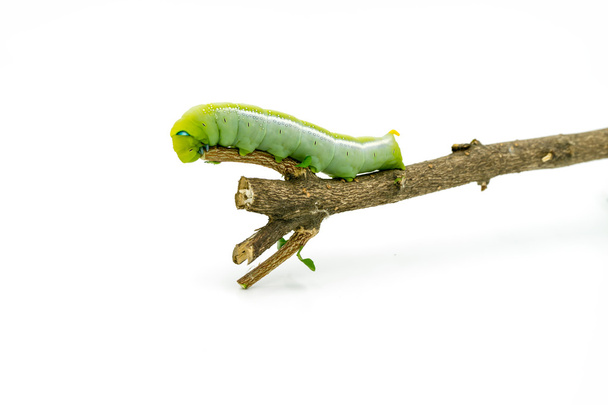 Green Caterpillar on white background - Photo, Image