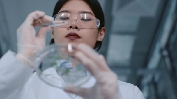 Mellkas-up alacsony szög lövés a fiatal kínai nő fehér köpenyben, kesztyű, védőszemüveg gazdaság Petri-csészében, felvette a növény palánták csipesszel, ellenőrzése rendellenességek - Felvétel, videó