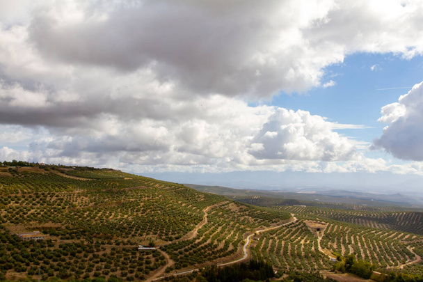 великий і великий оливковий гай для виготовлення оливкової олії в іспанському місті Баеза в іспанському регіоні Яен - Фото, зображення