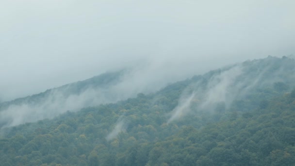 Хмари туману високо в горах, мокра погода в гірських лісах. Природа після дощу, високий рівень вологи в повітрі - Кадри, відео