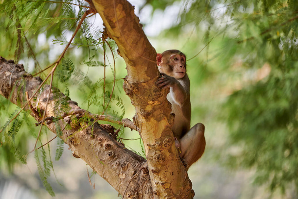 Aranyos kis majom ül fa törzsén nyilvános indián park ellen zöld növények háttér és néz furcsán körül, szimbolizálja harmonikus együttélés vadon élő állatok és a park környezet - Fotó, kép