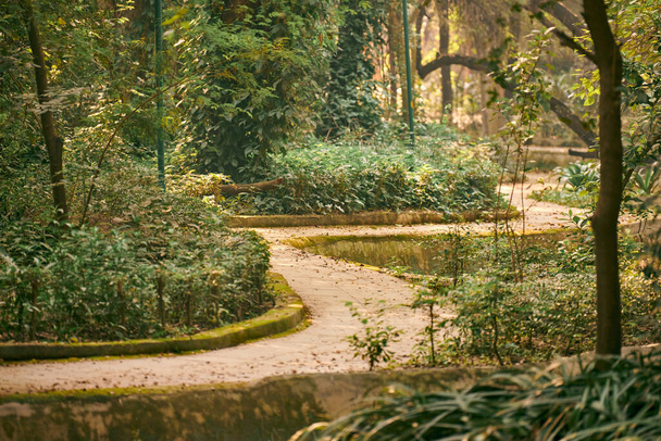 извилистая тропинка в пышном городском индийском парке, где воздух полон влаги, зеленое укрытие от городской суеты и суеты, отступает в прохладную тень деревьев, обеспечивая передышку от жары - Фото, изображение