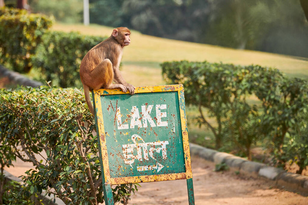 O macaquinho engraçado senta-se no ponteiro com texto LAKE no parque indiano público contra o pano de fundo das plantas verdes e olha curiosamente ao redor, simboliza a harmonia entre a vida selvagem e o parque público - Foto, Imagem