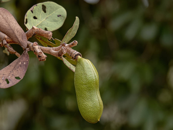Stinkingtoe Strom s plody druhu Hymenaea stigonokarpa se selektivním zaměřením - Fotografie, Obrázek