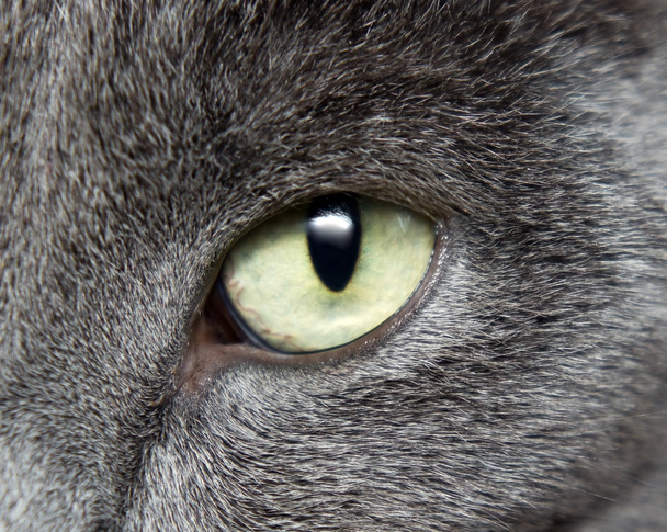 Kočičí oko - Fotografie, Obrázek