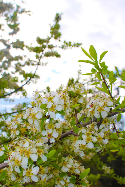 Weiße Blumen eines blühenden Baumes auf blauem Himmel - Foto, Bild