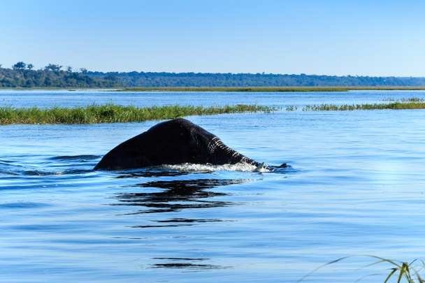 Nuoto di elefanti Fiume Chobe Botswana Africa
 - Foto, immagini