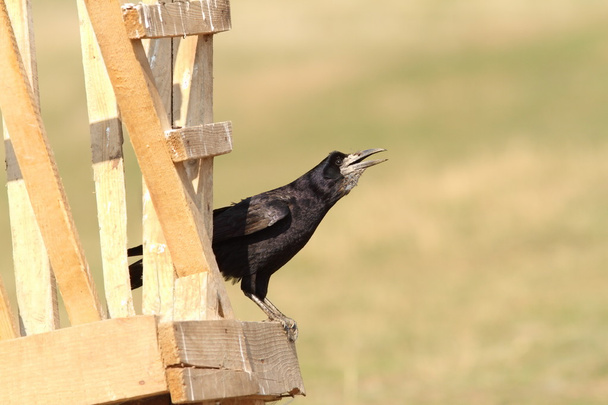 rook on wooden structure - Photo, Image