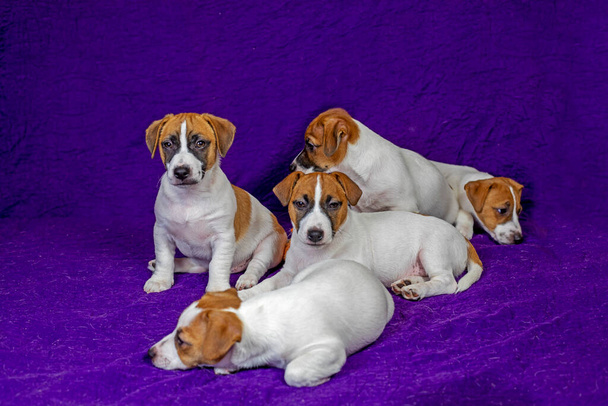 Jack Russell cuccioli seduti e sdraiati su una coperta viola In viaggio con cuccioli e in movimento - Foto, immagini