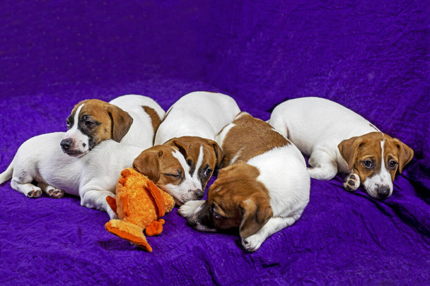 Jack Russell puppy 's op een paarse achtergrond. Opvoeden en opleiden van puppies - Foto, afbeelding
