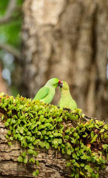 Пара розовокольчатых попугаев кормит друг друга на дереве в сезон размножения. - Фото, изображение