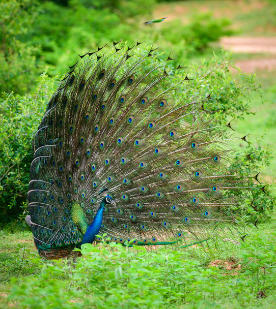 Die Balz zeigt elegante männliche Pfau, schillernde bunte Schwanz Feder Muster Seitenansicht, Schöner Tanz der männlichen indischen Pfauenauge im Yala Nationalpark, Sri Lanka. - Foto, Bild