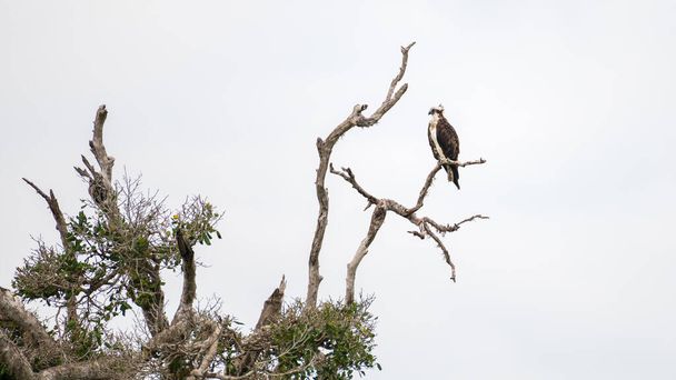 Osprey poleiro em um galho de árvore morta acima da corrente de água, pássaro Osprey isolado contra o céu cinzento sombrio. - Foto, Imagem