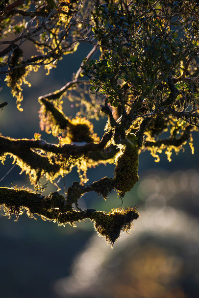 Porosty gałęzie drzew w lesie chmur Montane równiny Horton podświetlone poranne światło. - Zdjęcie, obraz