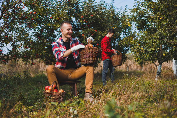 Красивий чоловік збирає стиглі яблука в кошику в саду або фермі в осінній день. Чоловік з кошиком, повним стиглих яблук. - Фото, зображення