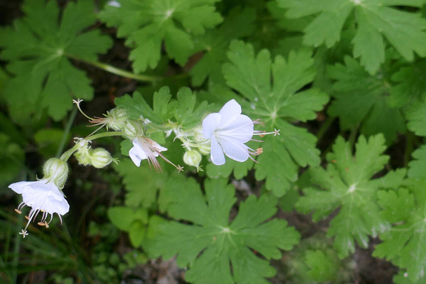 Geranium macrorrhizum, une plante ornementale peu exigeante. Les fleurs blanches sont enchanteresses et offrent un charme incroyable dans chaque jardin. Fleurs populaires pour les parcs et jardins - Photo, image