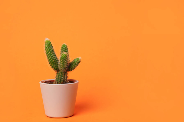 zielony kaktus w garnku, roślina domowa na jasnym pomarańczowym tle - Zdjęcie, obraz