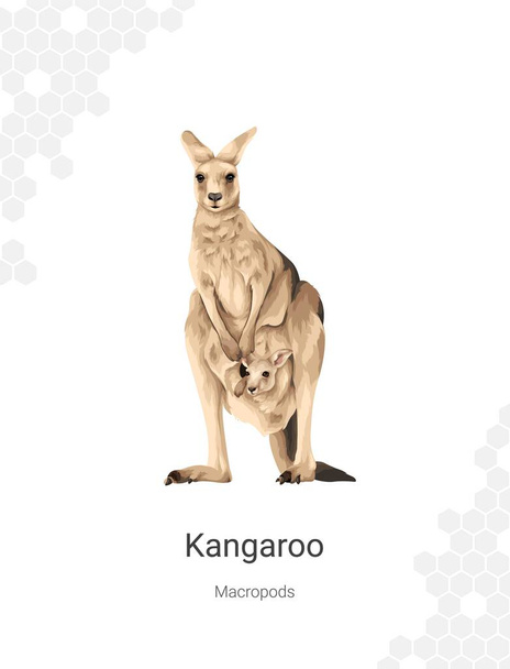 Kangaroo - Macropods illustration wall decor ideas. Hand drawn australian animal isolated on white background - Vector, Image