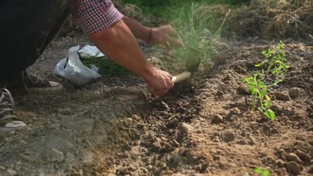 Gros plan d'un homme engagé dans le jardinage, plantant des plantules en germination de plantes d'oignon dans un trou dans le sol en terrain découvert. Les gens et la nature. Conservation de l'environnement. Loisirs agricoles et affaires - Séquence, vidéo