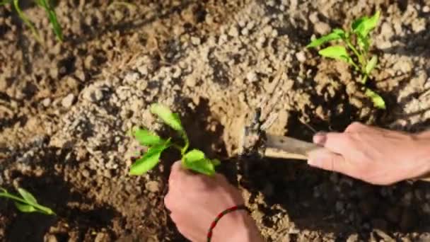 Přímo nad zahradnickými rukami rostou klíčící sazenice malé pepřové rostliny v díře vykopané v půdě na otevřeném prostranství na jaře. Zemědělství a zahradnictví. Ochrana životního prostředí. Zemědělství - Záběry, video