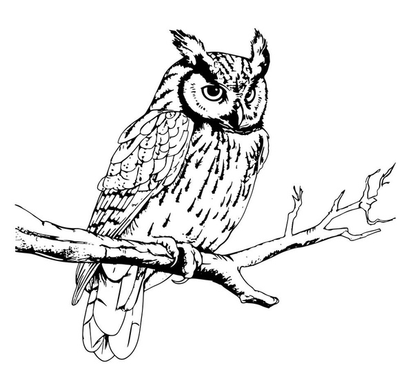 Caneta gravura desenhada à mão e coruja de tinta Vintage Vector Ilustração - Vetor, Imagem