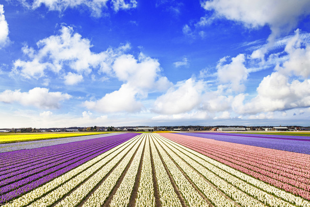 Blooming fields in Holland - Valokuva, kuva