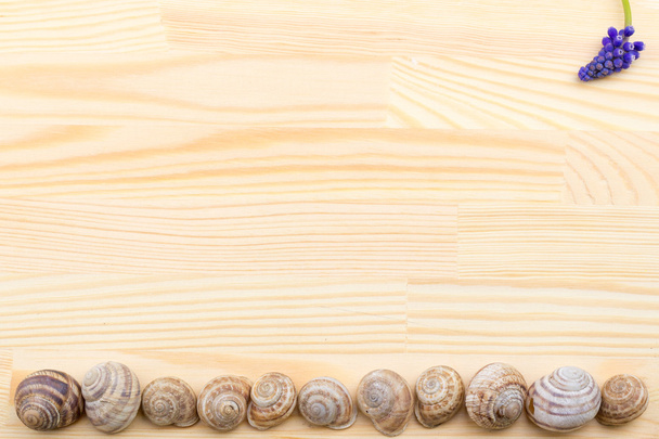 σαλιγκάρι σε μια ξύλινη επιφάνεια, χαλίκια, κοχύλια, χλόης, αγριολούλουδα, - Φωτογραφία, εικόνα