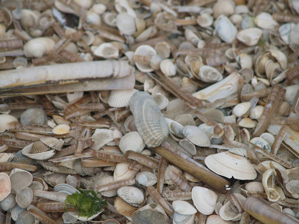Muscheln nach Sturm am Strand der Nordseeinsel Amrum - Foto, Bild