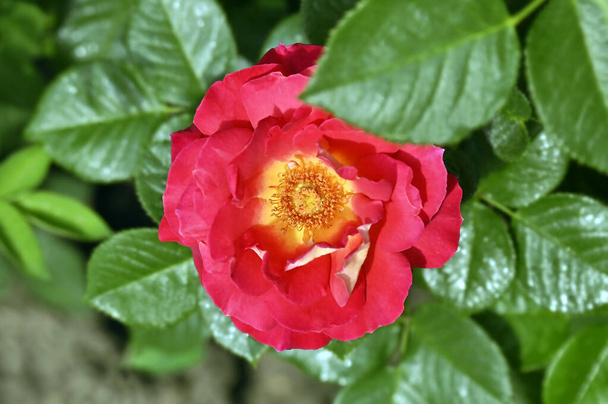 Fresh balmy Camellia japonica (japanese rose) flower, close up - Photo, Image