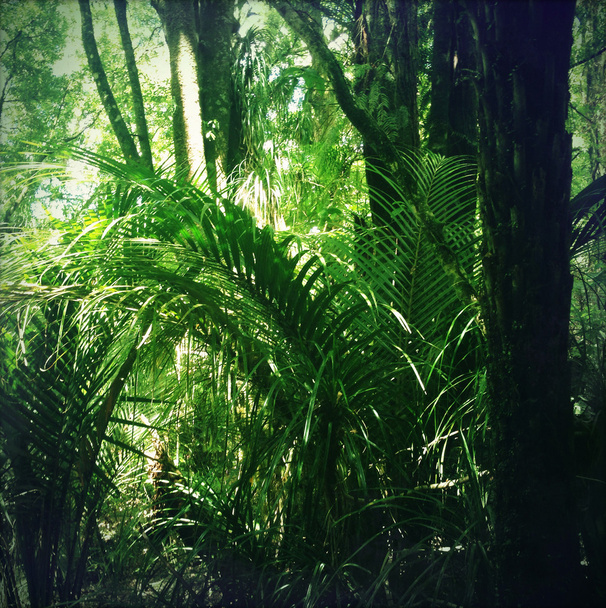 džungle - Fotografie, Obrázek