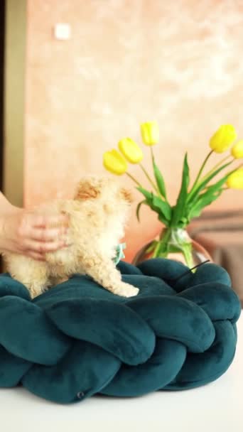 Lindo juguete juguetón cachorro de caniche descansando en una cama de perro. Un pequeño perro encantador con orejas divertidas se encuentra en un chaise lounge. Mascotas - Metraje, vídeo
