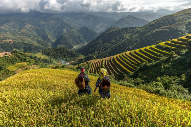 Rýžových polí na řadové z Mu Cang Chai, Yenbai, Vietnam. Rýžová pole připravit sklizně v severozápadní Vietnam - Fotografie, Obrázek