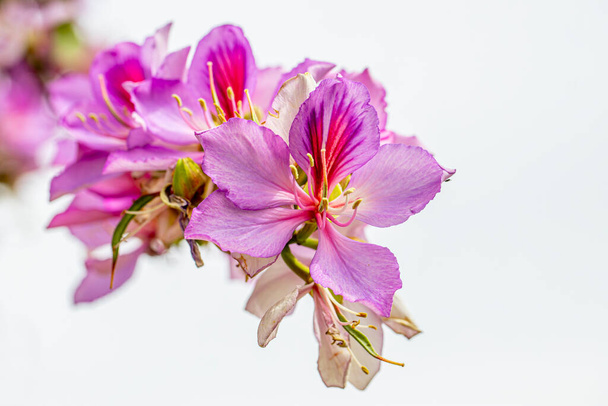 イズミル・ヴァージガータの美しい色とオーキッドツリー - 写真・画像