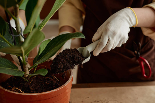 Κοντινό πλάνο των γυναικείων χεριών προσθέτοντας χώμα στο φυτό απολαμβάνοντας κηπουρική στο σπίτι, αντιγραφή χώρου - Φωτογραφία, εικόνα