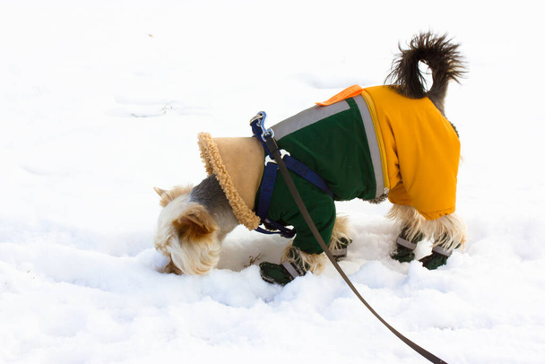Yorkshire Terrier chien dans le parc d'hiver. Petit chien habillé élégant dehors à froid hiver journée enneigée chiot en combinaison chaude domestique petit chien dans les chaussures - Photo, image