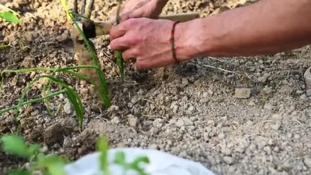 Yakın plan erkek çiftçi çimenlik tohum ekme tarlasında, bahçecilik. Bahçecilik - Video, Çekim