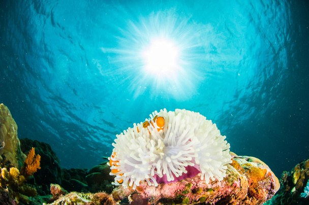 Anemonefish kapoposang Indonesia escondido dentro de buceador anemone
 - Foto, Imagen