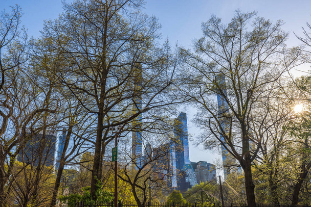 Вид из парка через ветки весенних деревьев на небоскребы Манхэттена, Нью-Йорк. - Фото, изображение