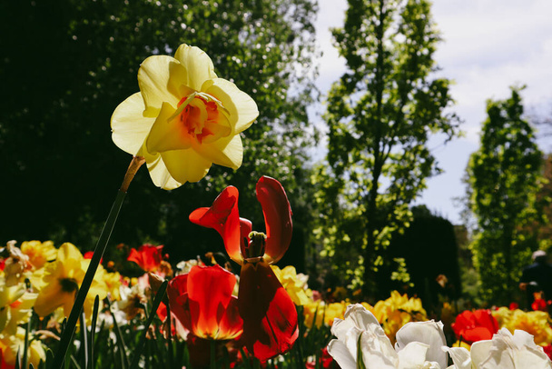Квіти, що цвітуть на клумбі у весняному парку, саду. Різнокольорові жовті червоні тюльпани і нарциси в розквіті в ретро блідих кольорах Літня природа - Фото, зображення