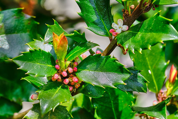 Holly buds ready to bloom in springtime - Photo, Image