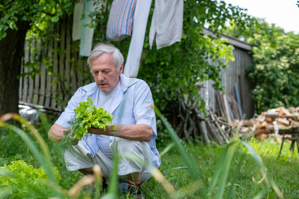 Elderly man tending to garden greens, embodying sustainable living and the joy of retirement. High quality photo - Photo, Image