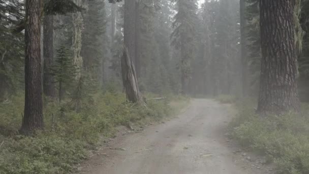Nahaufnahme eines Kiefernkäfers im Wald des südlichen Oregon. - Filmmaterial, Video