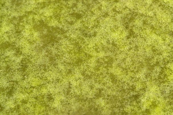 zöld fortyogó iszap részletesen - Fotó, kép