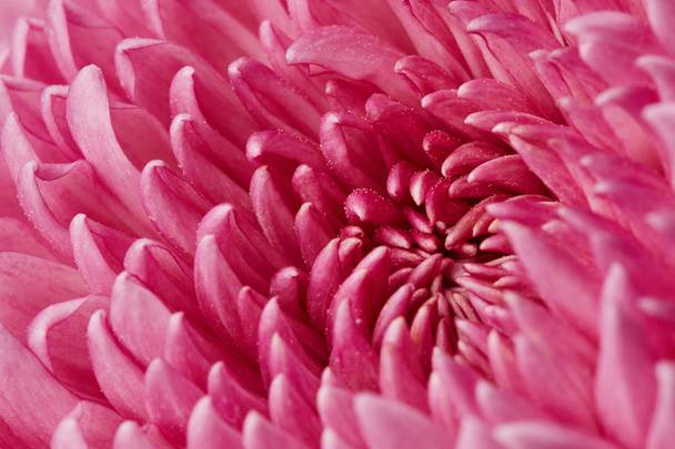 Chrysanthemenblüte - Foto, Bild