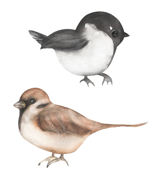 Clipart d'oiseau d'hiver, Ensemble d'illustration d'oiseaux de moineau aquarelle et chicadées, Animaux, modèle de carte - Photo, image