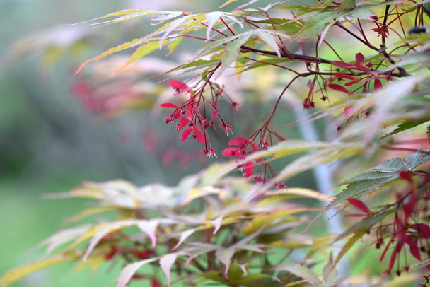 Japanese maple flowers. Sapindaceae deciduous tree. Small red flowers bloom downward in early summer. - Photo, Image